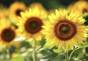 The Charm of Sunflower Field: The Beauty of Nature in the Interior