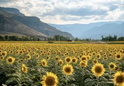 Golden Field: Beautiful Sunflowers Helianthus Varieties