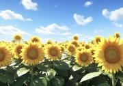 Flower Symphony: Field of Giant Sunflowers