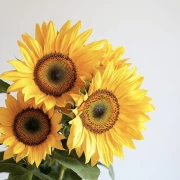 Sunny Sunflowers: Brightness and Warmth in Your Home