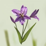 Casablanca Lily: Flower Symphony