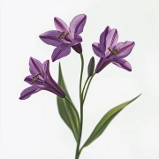 Casablanca Lilies: Floral Charm