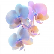 Phalaenopsis Orchid Bloom: Inspiration and Beauty