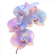 Phalaenopsis Orchid Bloom: The Splendor of Nature