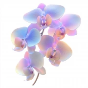 Phalaenopsis Orchid Bloom: A Mistake in Beauty