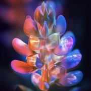 Perfect Rainbow Peonies: Floral Symphony