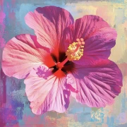 Tropical Hibiscus: The Sparkle of Floral Paradise