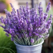 Lavender Charm: Tenderness of Flowers for Comfort and Freshness