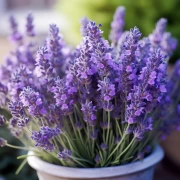 Wonderful Lavender Grosso: Provencal Magic in Your Interior