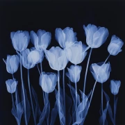 Snow Tulips on the Blue Screen: Etude 1