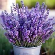Lavender Delicate: Elegant Hidcote Flowers for Comfort and Harmony