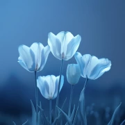 White Tulips Triumph on Blue Screen: Blue Screen Tulips 2