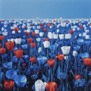 Spring Darwin Tulips on Blue Background