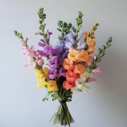 Bright Bouquet of Antirrhinum: Floral Rainbow for the Interior