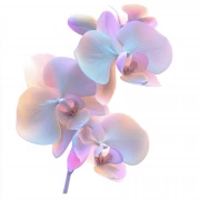 Phalaenopsis Orchid: Delicate Bloom on Canvas