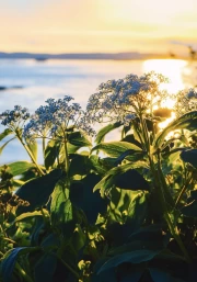 Chamomile Sunny Triumph: Blue and Yellow Flower Waltz
