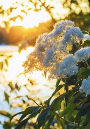 Summer Light: Blue and Yellow Flowers
