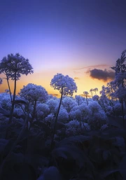 Blue Flowers at Sunset: Gentle Touch of Nature