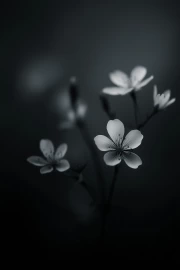 Sakura Blossom: Delicate Cherry Blossoms for Interiors