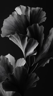 Floral Elegy: Ginkgo Leaves for Interior