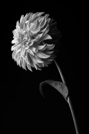 Black and White Dahlia: Elegance of Flower Lines