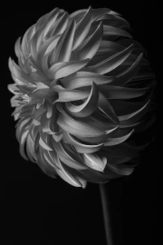 Black and White Dahlia: Elegant Floral Decor
