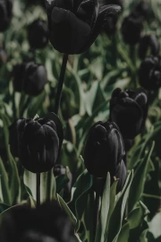 Black Tulips: Flower Poetry in Wall Decor