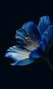 Blue Himalayan Poppy: Flight of Floral Mystery