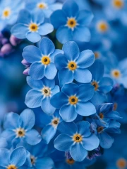 Forget-me-nots: A Bright Floral Explosion for the Interior
