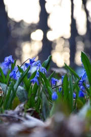 Blue Scylla: Awakening Spring in Your Interior