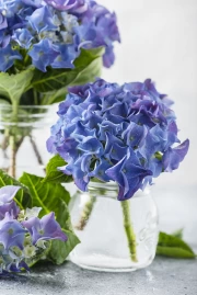 Blue Hydrangeas: Delicate Flowers for the Interior
