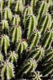 Green Dance of Cacti: Symphony of Nature