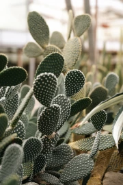 Floral Charm: Bright Cacti in the Interior