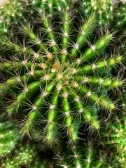 Searing Symphony: Cactus in Green Splendor