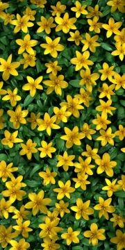 Sunny Daylilies: Bright Yellow Flowers for the Interior