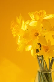 Spring Daffodils in a Transparent Vase: Brightness and Freshness for Your Interior