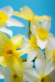 Floral Symphony: Yellow and White Daffodils of the Tête-à-Tête variety on a Blue Background