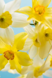 Daffodils 'Tete-a-Tete' on Blue Background: Spring Inspiration
