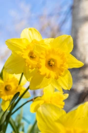 Spring Dance: Bright Daffodils of the Tet-a-Tet variety