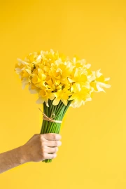 Sunny Daffodils: Male Hand with Bouquet on Bright Background