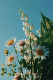 Spring Dance of Daisies and Lilies of the Valley: Floral Freshness
