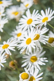 Blooming Chamomile: Freshness and Tranquility in Your Interior