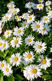 Bright Daisies: Freshness and Harmony for the Interior