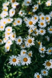 The Charm of Daisies: A Close Look at the Floral World