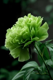 Freshness and Harmony: Green Flower
