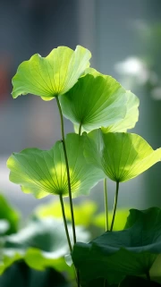 Lotus Petals: Elegance and Freshness for the Interior