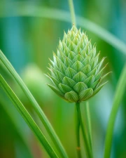 Exotic Protea Flower: Green Harmony