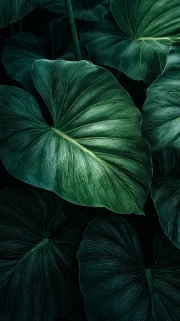 Philodendron Symphony: Elegant Leaves for the Interior
