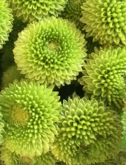 Green Chrysanthemums: Floral Magic for the Interior