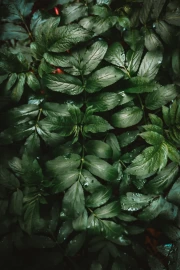 Floral Oasis: Lush Greenery and Hydrangeas for the Interior